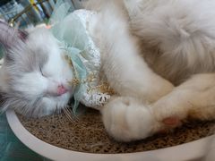 -喵喵咪呀布偶猫咖(春熙路店)