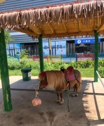 -萌宠亲子动物乐园(槐房万达店)