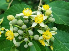 -碓臼峪自然风景区