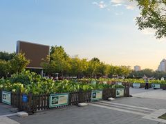 -莲花池公园