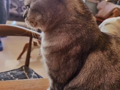 -平行世界·猫咖(首经贸店)
