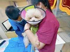 -芭比堂宠物医院·全科爱猫医院·仁德分院