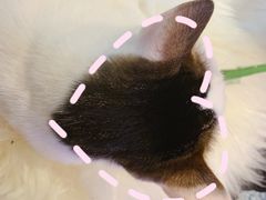 -momokira米努特·德文卷毛猫·棉花面纱犬