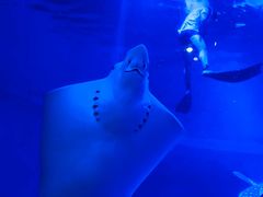 -烟台海昌鲸鲨海洋公园