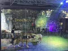 -清迈夜间动物园