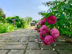 景点-鹅湖玫瑰文化园