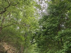 -素山寺森林公园