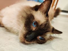 -猫儿山۰猫主题餐厅