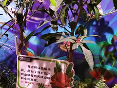-正佳雨林生态植物园