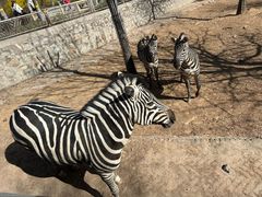 -石家庄市动物园