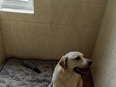 -汪说喵讲宠物乐园宠物酒店(红星美凯龙店)