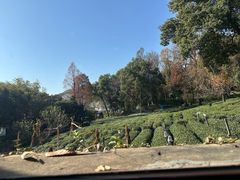 -野蔓果·山野菜(西湖景区·龙井茶田店)