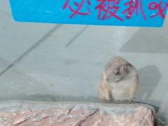 -正佳雨林生态植物园