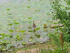 -丁香湖公园
