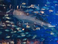 -成都浩海立方海洋公园