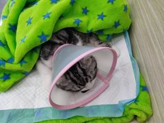 -凯特喵百思猫专科医院