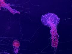-珠海长隆海洋王国