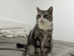 -北京观赏动物医院·24小时大型综合·猫专科·异宠专科