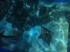 -暹罗海洋世界
