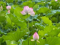 -荔湾湖公园