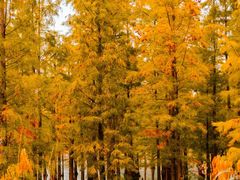 -白鹭湾湿地公园