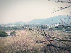 -香雪海