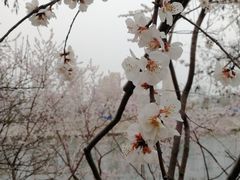 -桃花堤公园