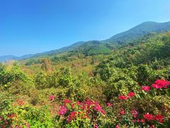 -海南霸王岭国家森林公园
