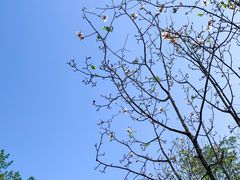 -广州市流溪河国家森林公园