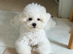 -瑞派福兴宠物医院犬猫全科·骨科·中西医结合(河东店)