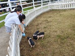 -前小桔亲子创意农场·草莓采摘·露营烧烤