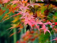 -黄公望隐居地