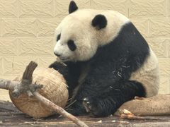 -石家庄市动物园