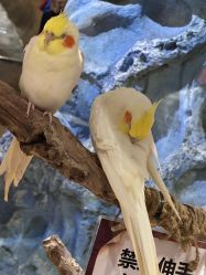 -Zoolung Zoolung动物主题公园(海信广场店)