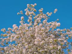 -北京国际鲜花港