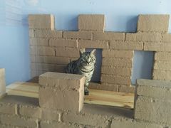 -喵屿·大理花园猫咖