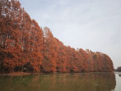 -上海海湾国家森林公园