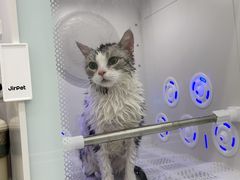 -爱洗澡的猫(天河路店)