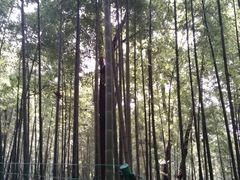 -苏州上方山国家森林公园