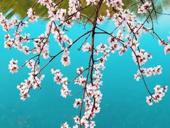 -桃花堤公园
