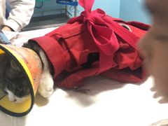 -瑞派福兴宠物医院犬猫全科·骨科·中西医结合(河东店)