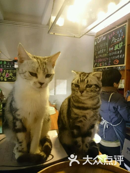 麒麟猫咪主题餐厅咖啡馆图片 