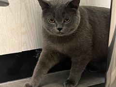-凯特喵百思猫专科医院
