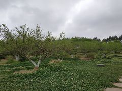 -秀丽东方