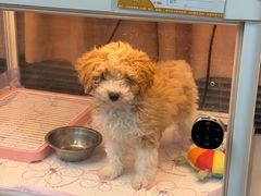 -翊宠yipet猫狗购宠庄园犬舍•猫舍