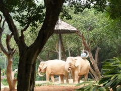 -广州长隆野生动物世界