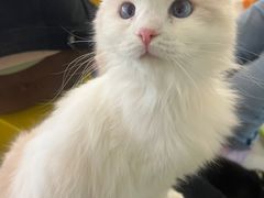 -平行世界·猫咖(首经贸店)