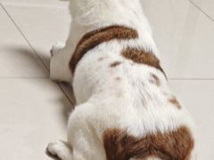 -博特宠物医院24h犬猫全科.骨科·异宠