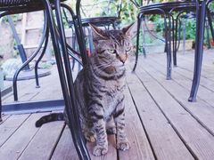 -海边的猫和咖啡馆