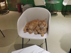 -藏猫猫咖啡主题馆(中央大道店)